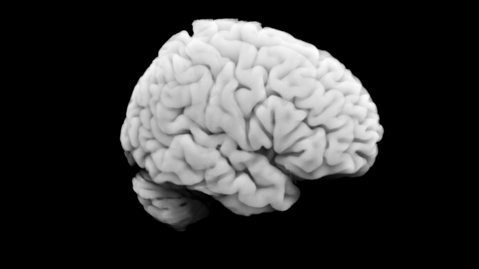 A brain rendered in blender